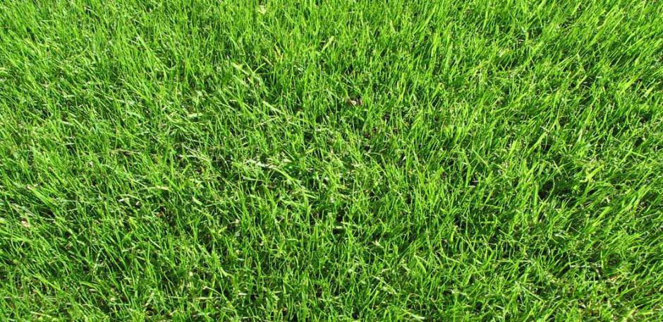GrassLopata