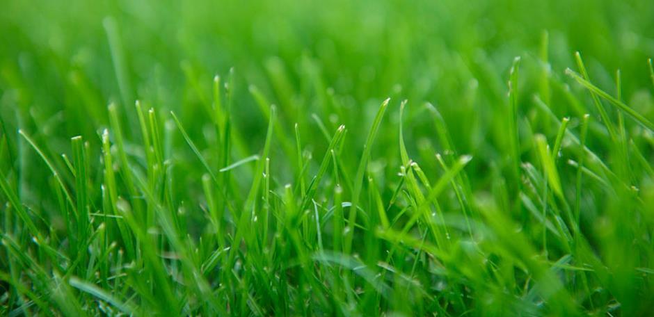 GrassLopata