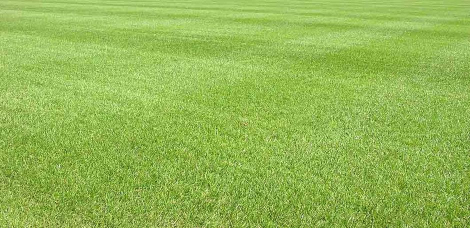 GrassLopata